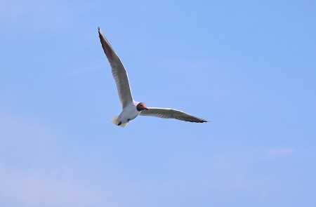 В голубом мире